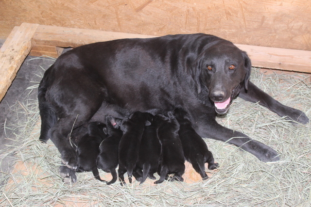 Shops labrador negro puppy